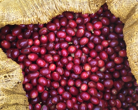 Konga mill Gedeo Zone Ethiopia