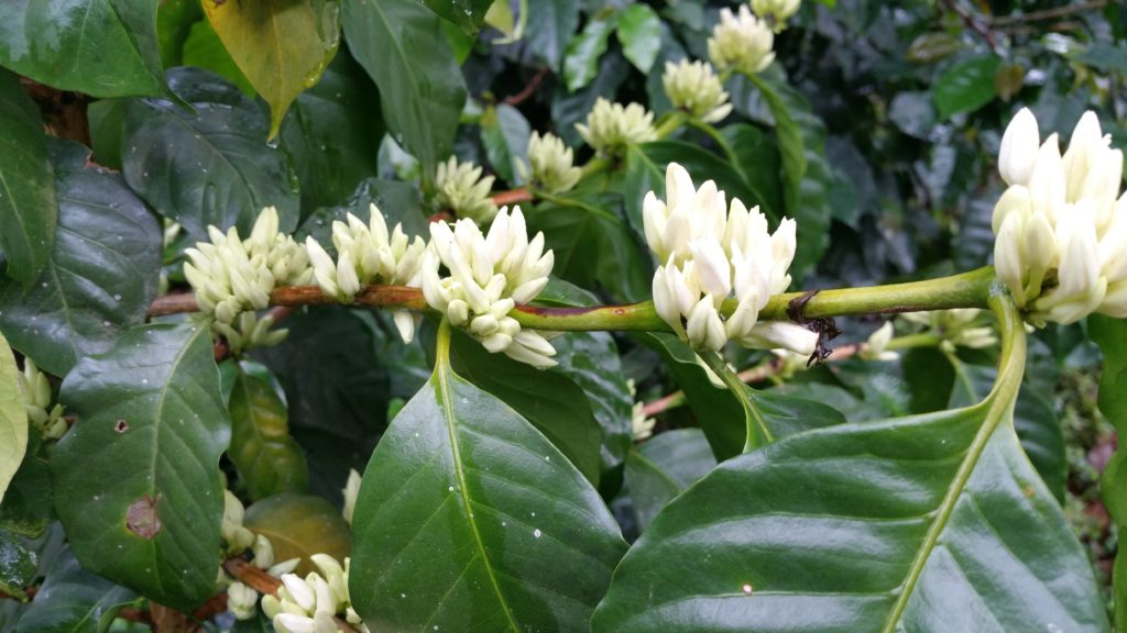 coffee flowers