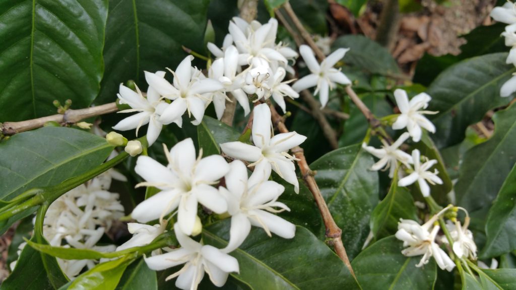 Indigenous heirloom cultivars Worka Cooperative Gedeo Zone, Ethiopia