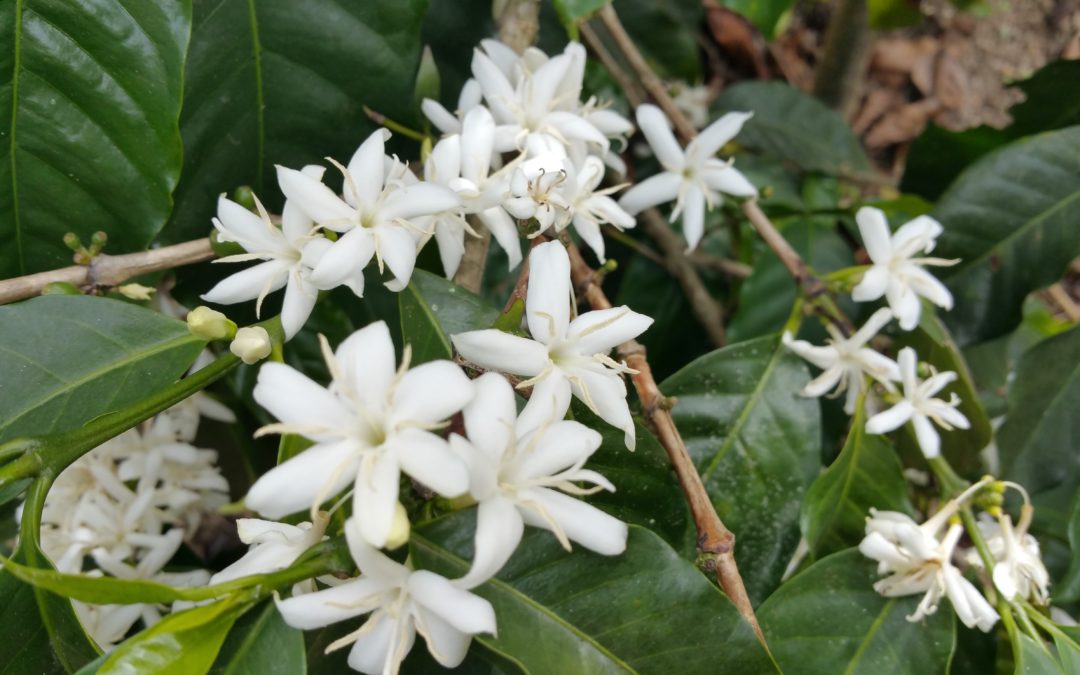 Coffee that Inspires