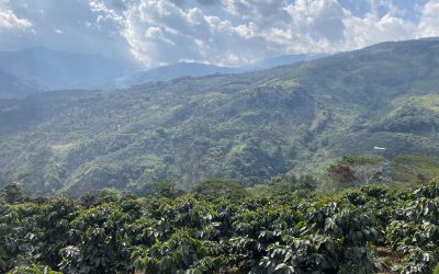 Green Coffee Field Report: Peru