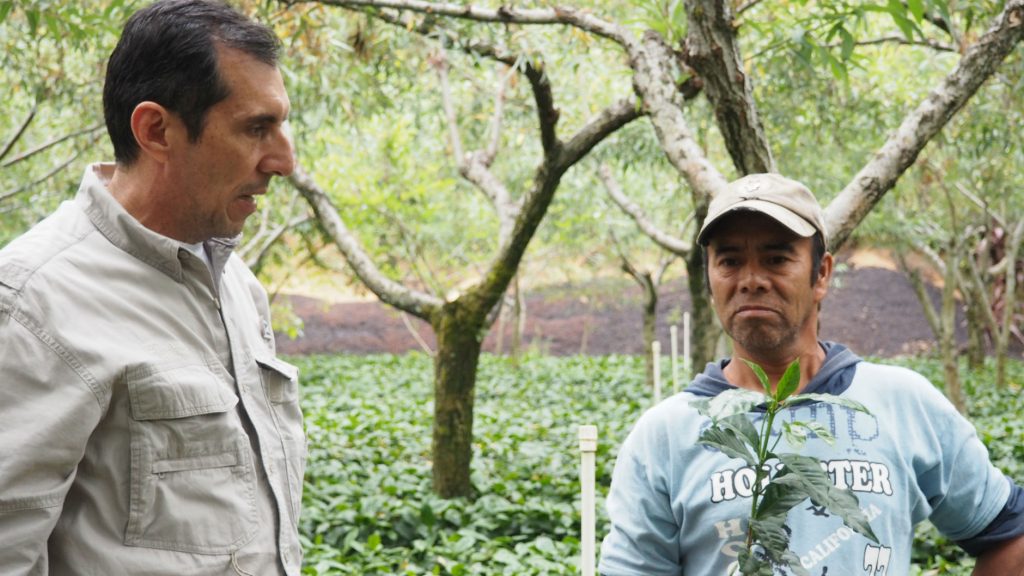 Jose Alejandro Solis Huixoc Bourbon, Caturra, Catuai, and Mundo Novo La Democracia, Huehuetenango, Guatemala