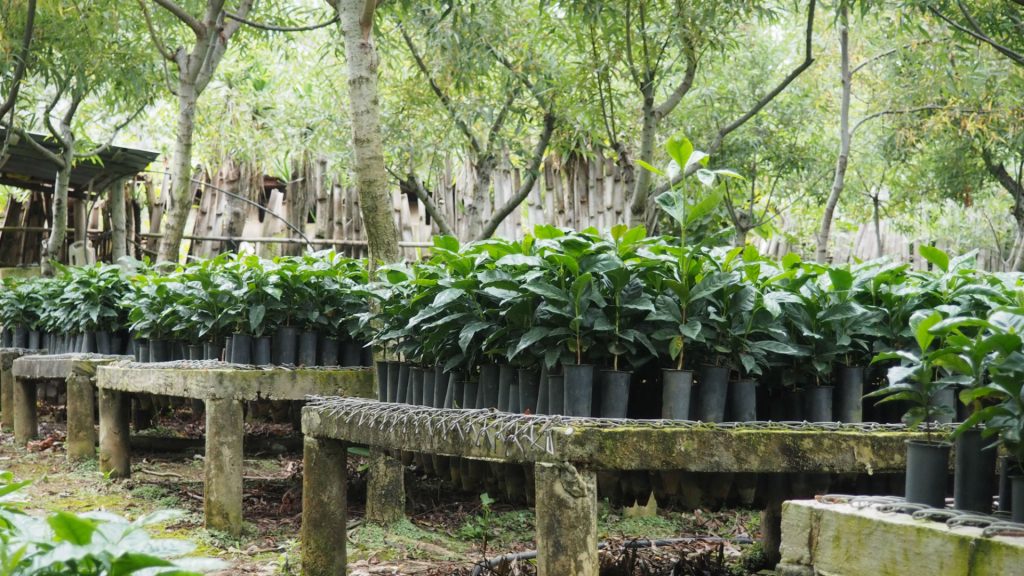Jose Alejandro Solis Huixoc Bourbon, Caturra, Catuai, and Mundo Novo La Democracia, Huehuetenango, Guatemala