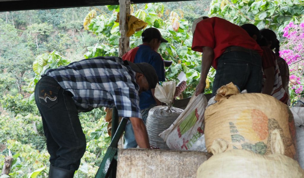 Jose Alejandro Solis Huixoc Bourbon, Caturra, Catuai, and Mundo Novo La Democracia, Huehuetenango, Guatemala