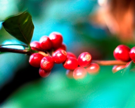 Altura Typica, Criollo, Bourbon, Mundo Novo, Caturra Chiapas and Oaxaca in Mexico
