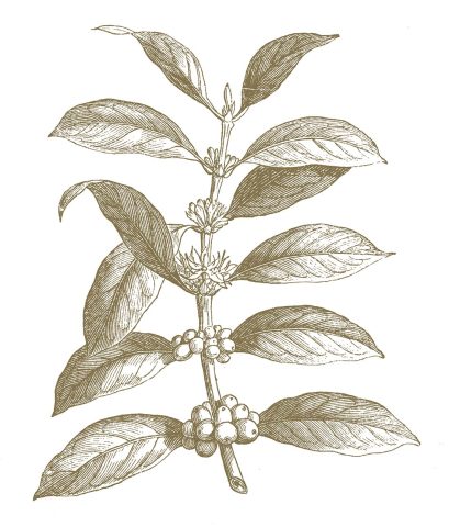 A botanical illustration of Coffea Arabica