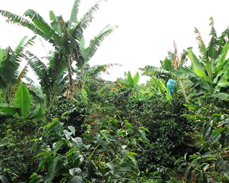 ASOPCAFA Huila, Colombia Castillo, Caturra, Colombia, and Typica