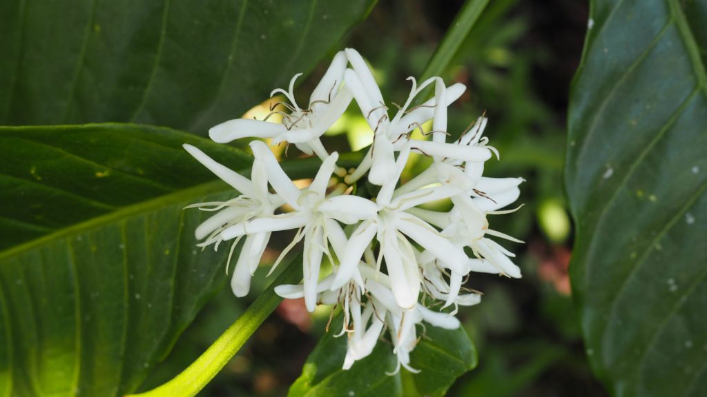 uganda Sipi Falls Coffee Bourbon Blue Mountain Kapchorwa District