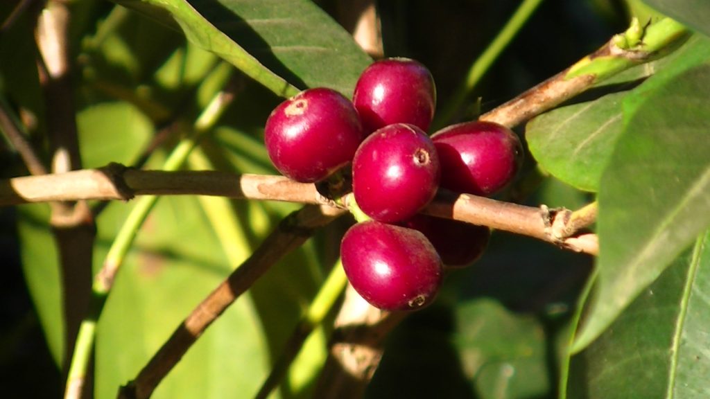 Guji Indigenous heirloom Grima Edema Kercha District, Guji Zone, Oromia Region, Ethiopia