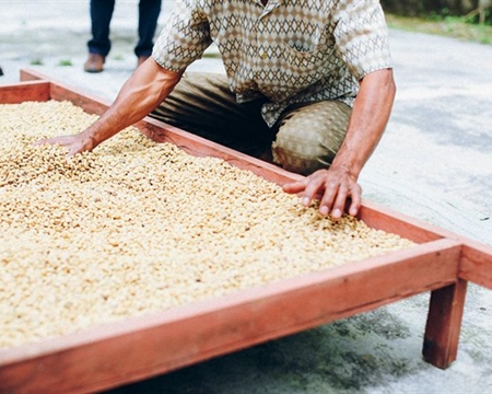 Bourbon Blue Moon Typica, and Catimor Subak Abian Kintamani Highlands of Central Bali, Indonesia