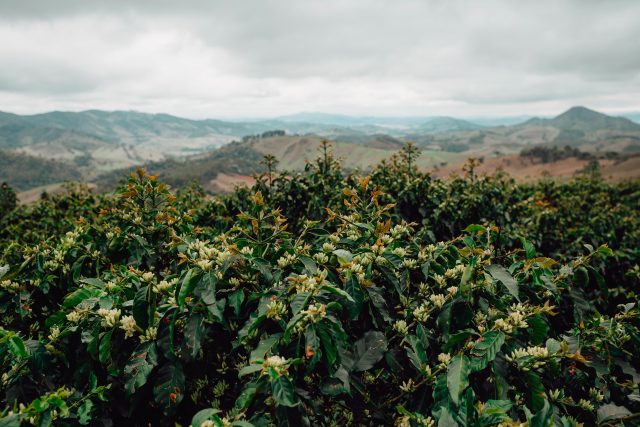 coffee farm in Brazil