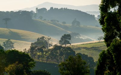 Current Coffee Market Outlook: Brazil Frost, Tariffs & Spot Scarcity