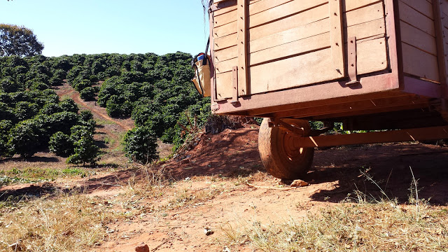 Yellow Bourbon, Mundo Novo, and Obatã Cerrado Region, Minas Gerais, Brazil