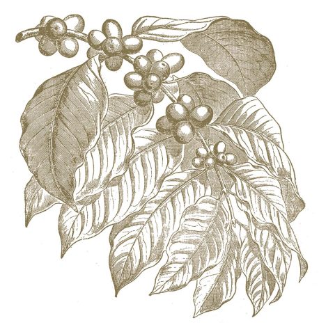 A botanical illustration of Coffea canephora (robusta)