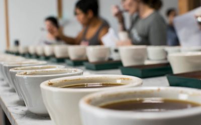 Procedimientos y Protocolos de Catación