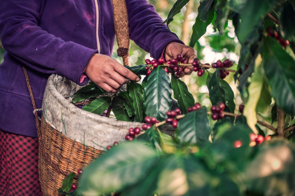 A person harvesting bright red coffee cherries from a lush green plant