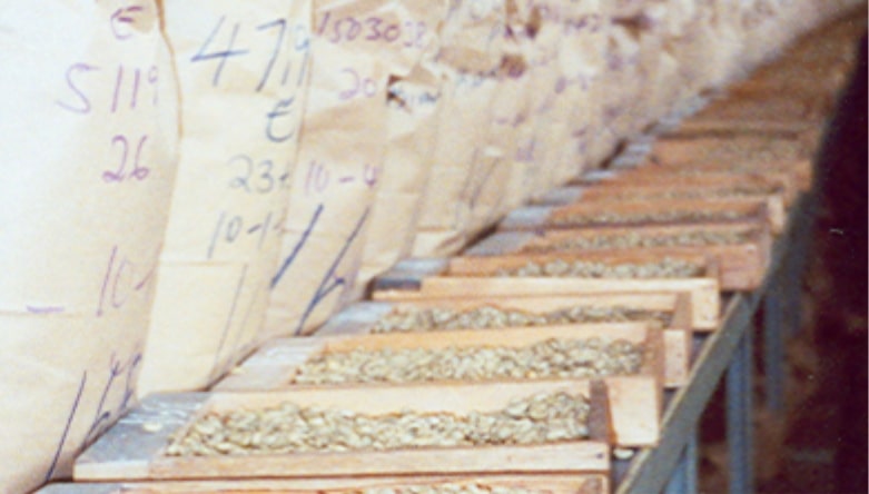 Green Coffee Sample Feedback Guide Samples of green beans in a row