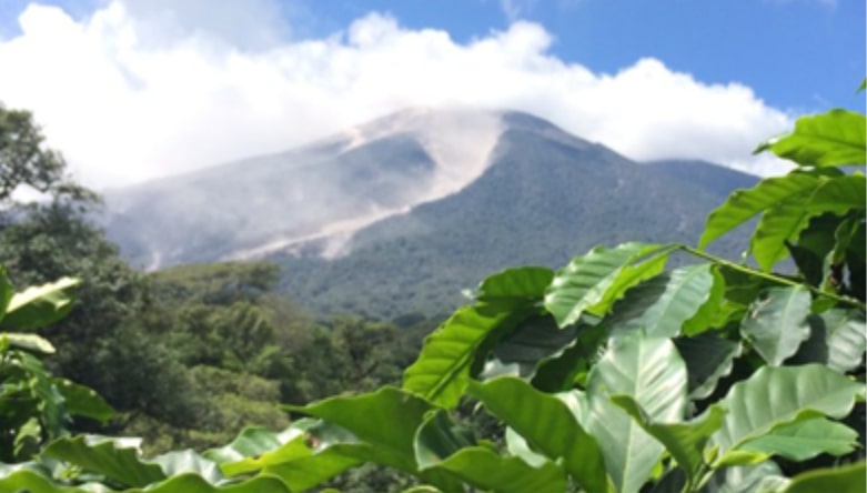 Sustainability in Coffee: What Roasters & Consumers Should Know Mountain landscape with coffee plants