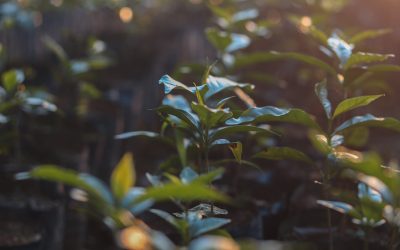 Harvest & Arrival: A Roaster’s Guide to Coffee Seasons