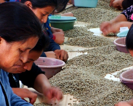 COMSA Marcala Bourbon, Typica, Lempira, Catuai, Caturra & Pacas La Paz, Honduras