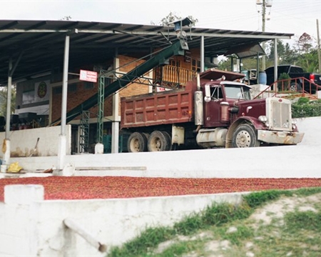 COMSA Marcala Bourbon, Typica, Lempira, Catuai, Caturra & Pacas La Paz, Honduras