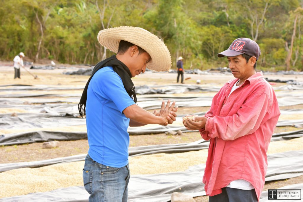 COMSA Marcala Bourbon, Typica, Lempira, Catuai, Caturra & Pacas La Paz, Honduras