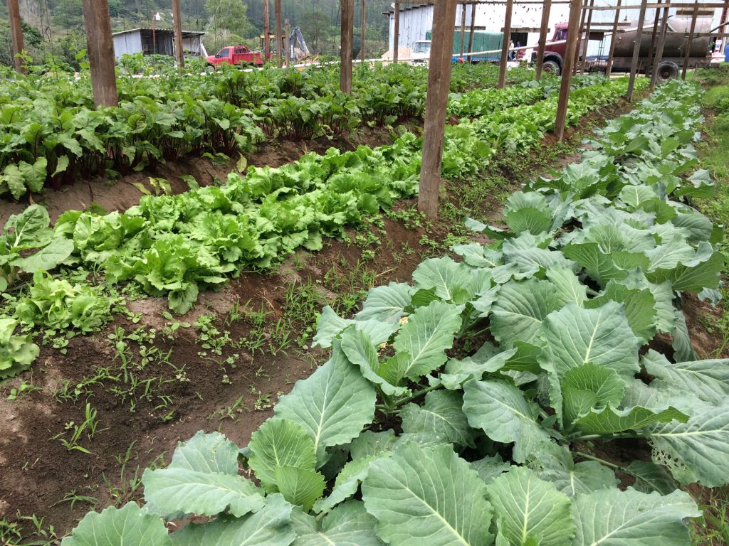 COMSA Marcala Bourbon, Typica, Lempira, Catuai, Caturra & Pacas La Paz, Honduras