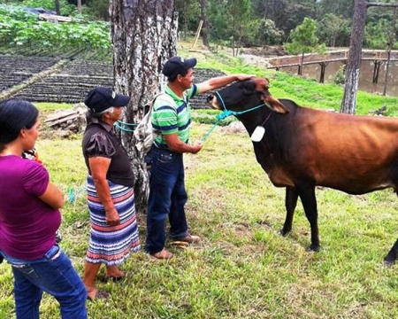 COMSA Marcala Bourbon, Typica, Lempira, Catuai, Caturra & Pacas La Paz, Honduras