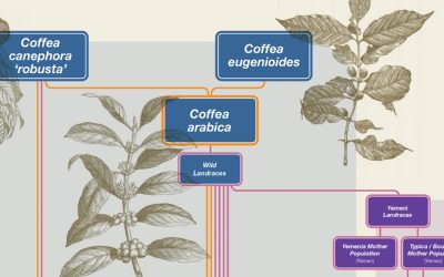 A New World History & Geography of Arabica Coffee Cultivars