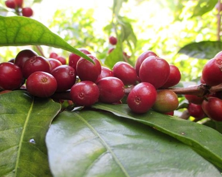 Guji Zone, Oromia Region, Ethiopia Testi Trading PLC