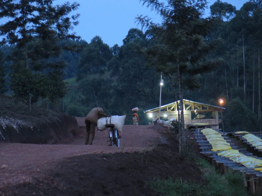 Delivering coffee cherry to Mbirizi coffee washing station in Kayanza, Burundi