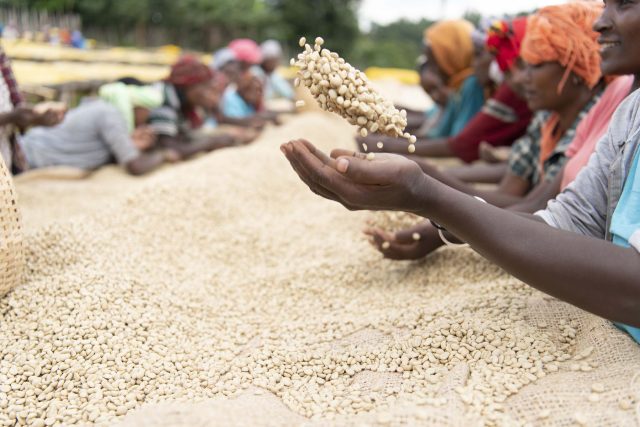drying and removing defected beans in Sidama, Ethiopia