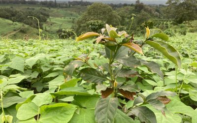 Green Coffee Report: Tanzania’s Edelweiss and Gaia (Finagro) Farms