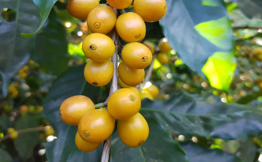 PERU SOL Y CAFE Cajamarca Typica, Caturra, Pache, Mondo Novo, Bourbon, Catuai, and Catimor