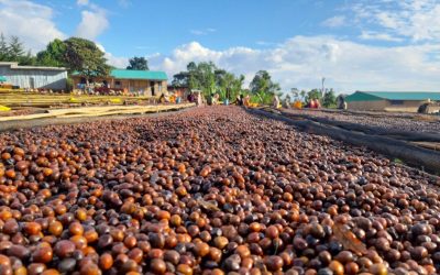 How Microbiome Activity During Post-Harvest Processing Affects Volatile Compounds in Coffee