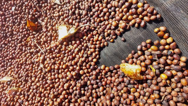 coffee drying