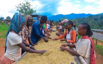 It’s (Finally) Ethiopia Season