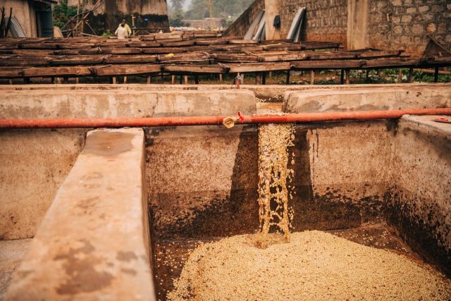washing coffee in Ethiopia