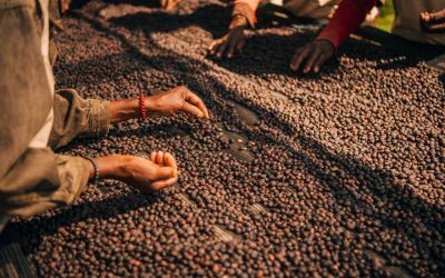 Understanding Coffee Fermentation from Classic to Experimental