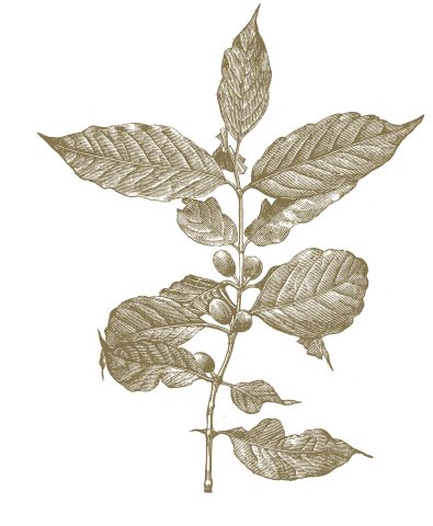 A botanical illustration of Coffea Eugenioides