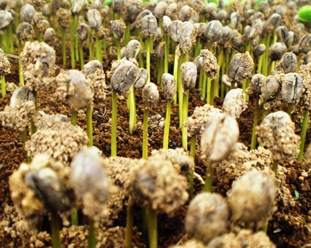 Medellín, Antioquia, Caturra, excelso Typica, Castillo, and Colombia