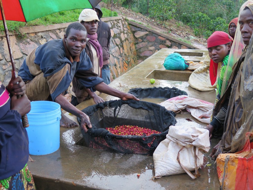 Floating cherry before pulping at Buzirwa Guhindwa washing station in Kayanza, Burundi