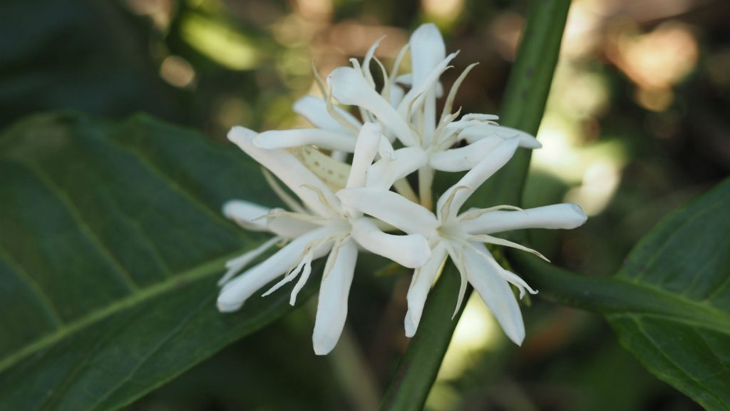 Guji Zone, Oromia Region, Ethiopia Testi Trading PLC