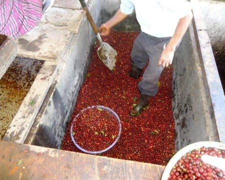 Guatemala Bourbon, Catuai, Caturra, and Typica Smallholder coffee producers