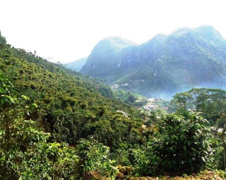 Guatemala Bourbon, Catuai, Caturra, and Typica Smallholder coffee producers