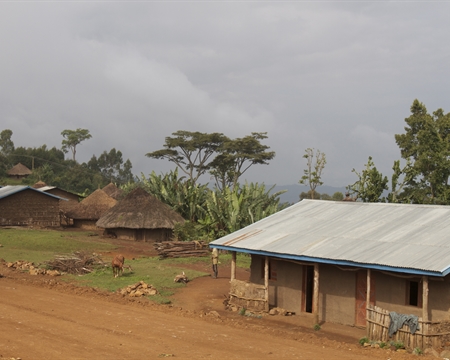 Ethiopia Guji 4 Grima Edema Indigenous heirloom Oromia