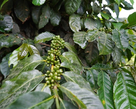 Konga mill Gedeo Zone Ethiopia