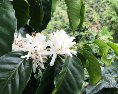 Caturra, Castillo, and Typica Huila, Colombia Caturra, Castillo, and Typica