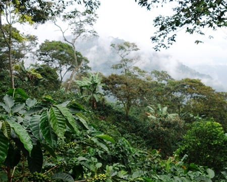 Caturra, Castillo, and Typica Huila, Colombia Caturra, Castillo, and Typica