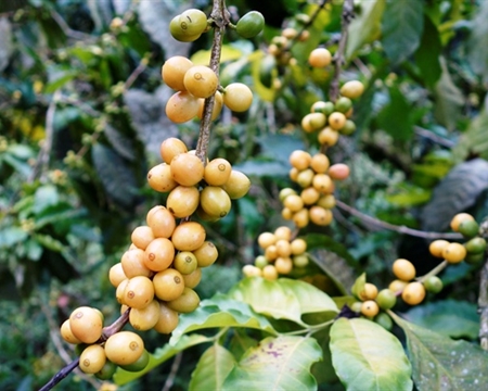 Caturra, Castillo, and Typica Huila, Colombia Caturra, Castillo, and Typica
